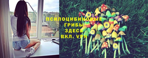 дмт Бородино