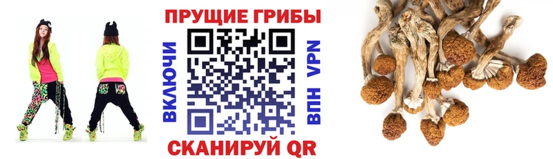 Галлюциногенные грибы GOLDEN TEACHER  наркотики  Губкинский 